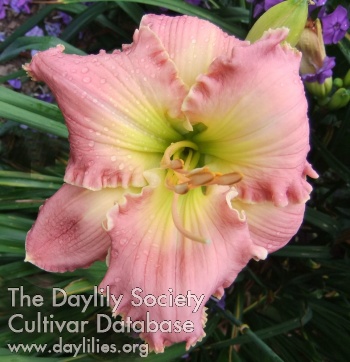 Daylily Angel in Disguise